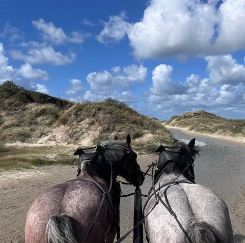 twee paarden