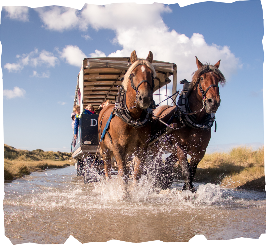 twee paarden