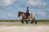 Trekpaard rijden op Texel