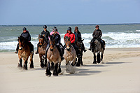 Trekpaard rijden op Texel