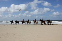 Trekpaard rijden op Texel